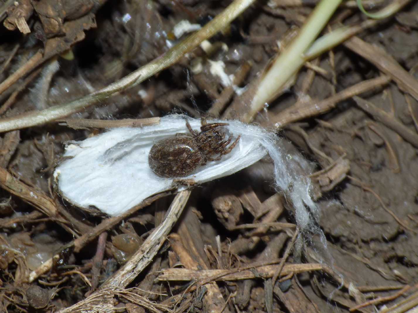 Piccolo Salticidae: Euophris